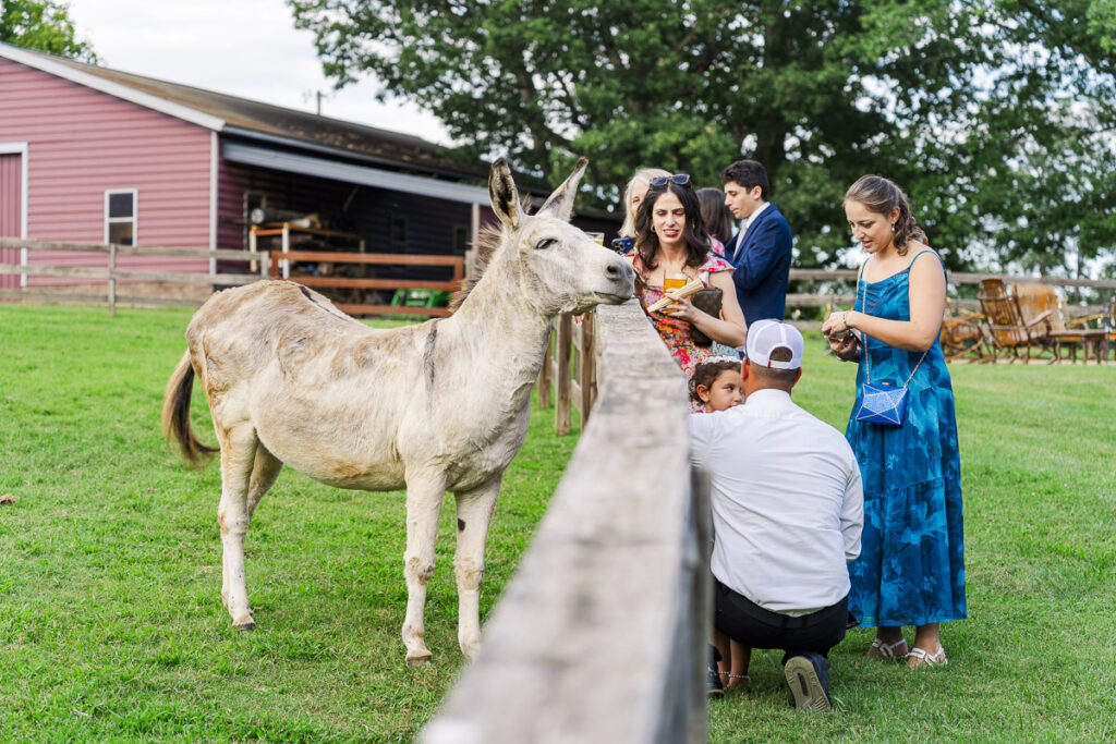 wedding guests petting donkey at The Farm A Gathering Place
