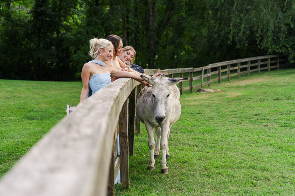wedding guests petting donkey at The Farm A Gathering Place